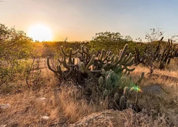 Estudo da Unesp aponta Caatinga como protagonista na captura de carbono no país