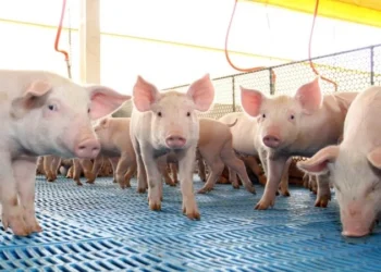 Exportação de carne suína do Brasil tem 2º maior volume mensal da história