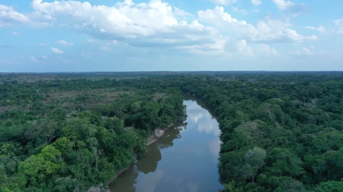 Área onde será feito o resfloretamento/
Divulgação