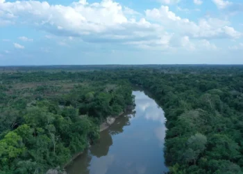 Vivo anuncia parceria com a re.green para restauração de área crítica na Amazônia
