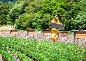 BASF lança projeto que une sojicultores e apicultores para impulsionar agricultura sustentável