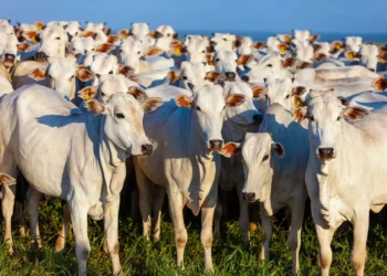 Pecuária de baixo carbono ganha força com avanços no manejo de pastagens