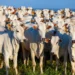 Pecuária de baixo carbono ganha força com avanços no manejo de pastagens