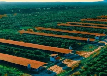 Tijuca Alimentos aposta em tecnologia para modernizar produção