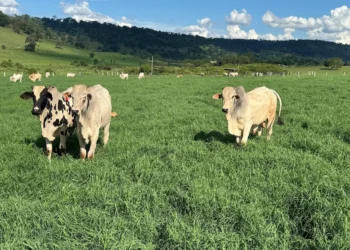 Tecnologia goiana para aumento da produtividade da pecuária avança para o mercado externo