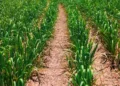 Parceria entre CTC e Agrocico impulsiona produtividade em Araçatuba