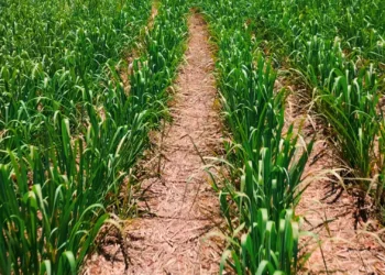 Parceria entre CTC e Agrocico impulsiona produtividade em Araçatuba