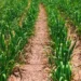 Parceria entre CTC e Agrocico impulsiona produtividade em Araçatuba