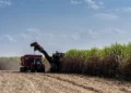 Arrendamento de fazendas por empresas de cana-de-açúcar promove concentração do uso da terra em São Paulo