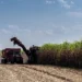 Arrendamento de fazendas por empresas de cana-de-açúcar promove concentração do uso da terra em São Paulo