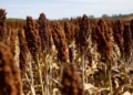 Com crescimento da área plantada, sorgo ganha protagonismo na safra 2025/26
