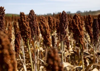 Com crescimento da área plantada, sorgo ganha protagonismo na safra 2025/26