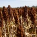 Com crescimento da área plantada, sorgo ganha protagonismo na safra 2025/26