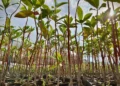 Atiaia Renováveis inicia projeto de restauração ambiental na Alta Bacia do Rio Araguaia em GO