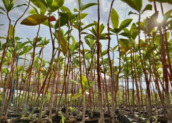 Atiaia Renováveis inicia projeto de restauração ambiental na Alta Bacia do Rio Araguaia em GO