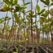 Atiaia Renováveis inicia projeto de restauração ambiental na Alta Bacia do Rio Araguaia em GO