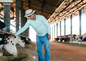 Programa de boas práticas incentiva o bem-estar animal em fazendas de gado de leite