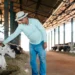 Programa de boas práticas incentiva o bem-estar animal em fazendas de gado de leite
