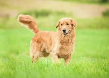 Startup Loyal capta US$ 250 milhões para desenvolver remédio anti-envelhecimento para cães
