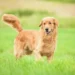Startup Loyal capta US$ 250 milhões para desenvolver remédio anti-envelhecimento para cães