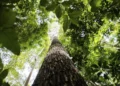 Desmatamento Amazônia Cerrado cai 35%, mostra DETER