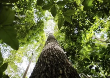 Desmatamento Amazônia Cerrado cai 35%, mostra DETER
