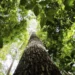 Desmatamento Amazônia Cerrado cai 35%, mostra DETER