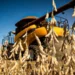 Soja EUA: produção sobe, mas país perde espaço no mercado global