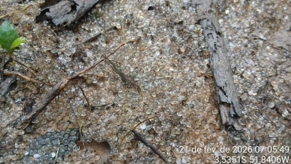 Ovas de peixes encontradas em trecho que era banhado pelo rio Xingu - Josiel Jacinto Pereira Juruna