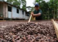 Páscoa amazônica: Mulheres produzem chocolate a partir da produção orgânica do cacau 