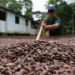 Páscoa amazônica: Mulheres produzem chocolate a partir da produção orgânica do cacau 