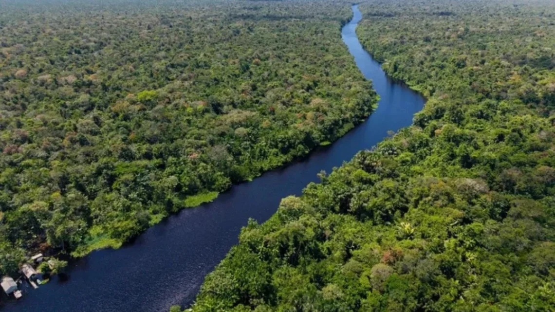 O governo brasileiro se comprometeu internacionalmente a restaurar 12 milhões de hectares de vegetação nativa até 2030 (Ricardo Lima/Getty Images)