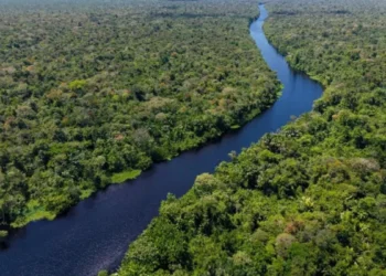 Plataforma global propõe zerar desmatamento