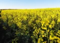Canola ganha espaço e avança como cultivo estratégico no Brasil