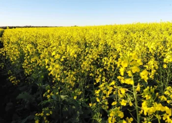 Canola ganha espaço e avança como cultivo estratégico no Brasil
