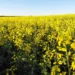 Canola ganha espaço e avança como cultivo estratégico no Brasil