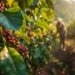 Nutrien aposta em tecnologia e manejo para elevar a rentabilidade do café