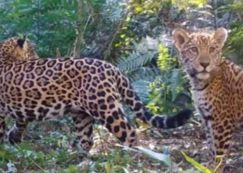 Pesquisa mostra que falta de presas agrava situação da onça-pintada