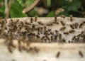 Colmeia Viva promove a integração tecnológica e sustentável entre agricultura e apicultura
