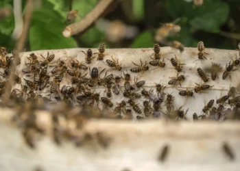 Colmeia Viva promove a integração tecnológica e sustentável entre agricultura e apicultura