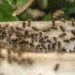 Colmeia Viva promove a integração tecnológica e sustentável entre agricultura e apicultura