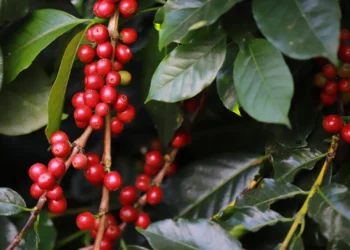 Safra 2026/27 de café deve ganhar produtividade com manejo eficiente