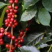 Safra 2026/27 de café deve ganhar produtividade com manejo eficiente
