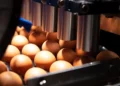Vacinação in ovo fortalece a avicultura ao unir produtividade, precisão e sustentabilidade