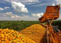 Safra de laranja avança, mas desafios expõem papel estratégico do solo na produtividade