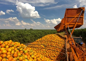Safra de laranja avança, mas desafios expõem papel estratégico do solo na produtividade