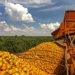 Safra de laranja avança, mas desafios expõem papel estratégico do solo na produtividade