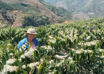 Das Matas de Minas para o mercado de cafés especiais