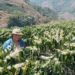 Das Matas de Minas para o mercado de cafés especiais