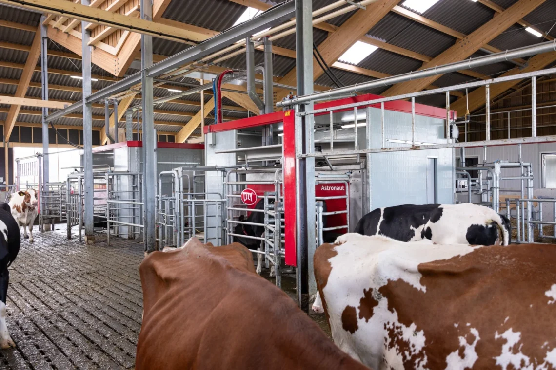 Brasil lidera ranking global de produção de leite por vaca com uso de tecnologia
Lely